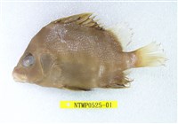 藏品(橫帶髭鯛)的圖片